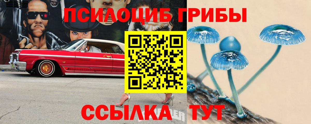 Псилоцибиновые грибы Psilocybine cubensis Электрогорск